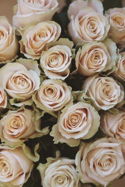 A close-up image of a bouquet of pale pink and cream roses with tightly packed, fully bloomed petals displaying soft, velvety textures. The flowers are arranged closely together, filling the frame, wi