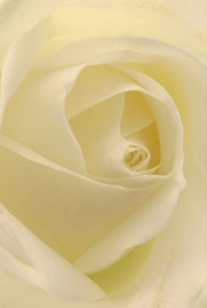 The classic white rose, seen here from mere inches away, brims with the tranquility and sophistication that define Mayfair's most cherished floral traditions. Shades of ivory and cream glide effortlessly through each delicate petal, the interplay of light and shadow creating the illusion that the rose glows softly from within. As a local florist, it's impossible not to think of this bloom as the ideal offering for profound moments-an elegant centrepiece gracing wedding tables at a Park Lane hotel, or a sincere gesture of apology after a walk through Berkeley Square. The rose's spiral heart exudes purity and resilience, its outermost petals bearing a clean, nearly translucent sheen as if kissed by morning mist. Amid this gentle composition, nuances of depth and hue dance like sunlight on historic Mayfair stone, embodying a serene fragrance both uplifting and wholly comforting. Every element-shape, texture, colour-reflects the enduring artistry and genuine care with which Mayfair Flowers crafts love and remembrance for its discerning community.